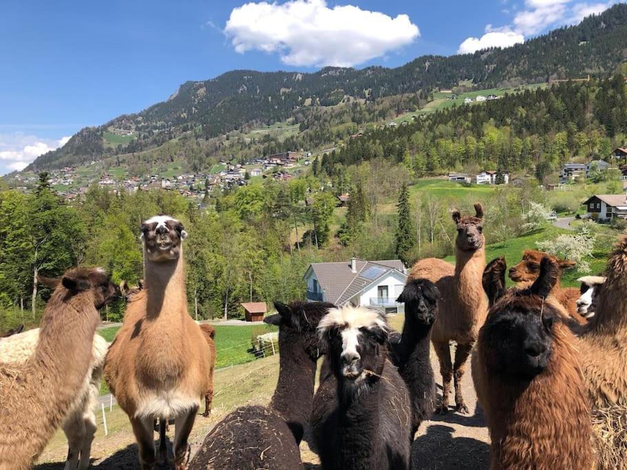 Jurte Beim Lama- & Alpakahof Triesenberg Hotell Exteriör bild