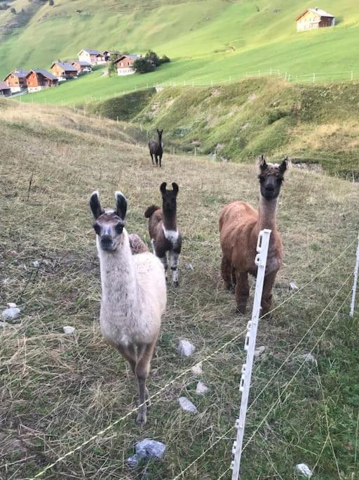 Jurte Beim Lama- & Alpakahof Triesenberg Hotell Exteriör bild