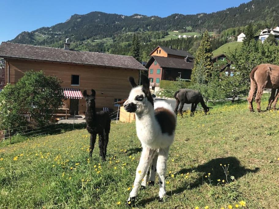 Jurte Beim Lama- & Alpakahof Triesenberg Hotell Exteriör bild