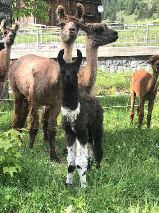 Jurte Beim Lama- & Alpakahof Triesenberg Hotell Exteriör bild