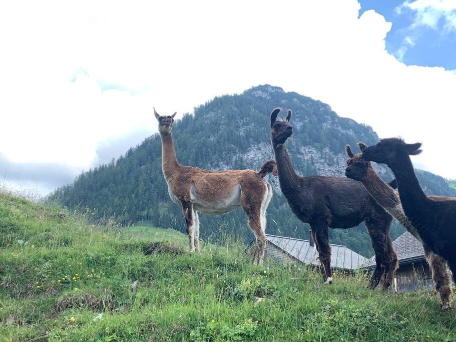 Jurte Beim Lama- & Alpakahof Triesenberg Hotell Exteriör bild