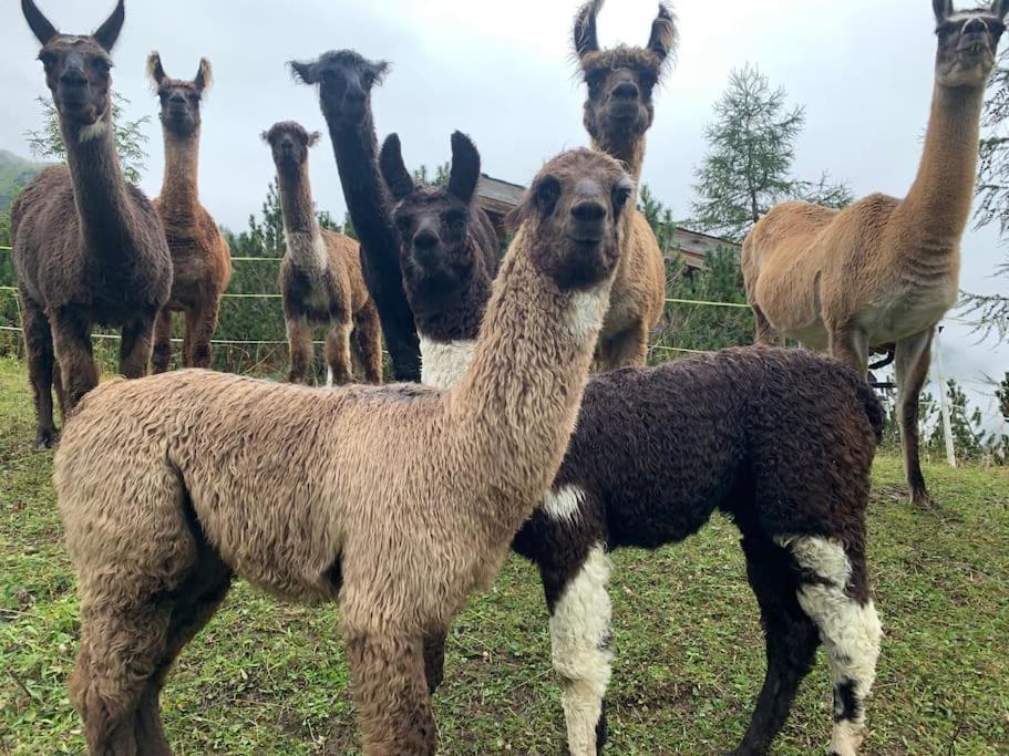 Jurte Beim Lama- & Alpakahof Triesenberg Hotell Exteriör bild