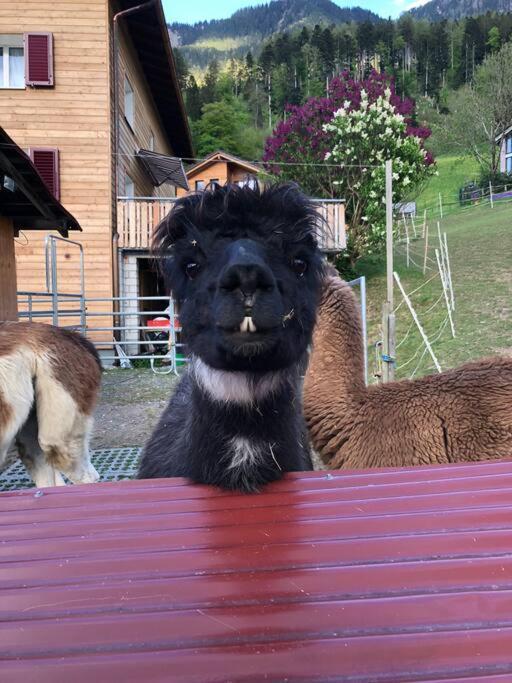 Jurte Beim Lama- & Alpakahof Triesenberg Hotell Exteriör bild