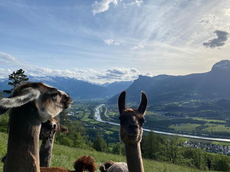 Jurte Beim Lama- & Alpakahof Triesenberg Hotell Exteriör bild